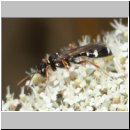 Mellinus crabroneus - Grabwespe m09a 10mm - OS-Wallenhorst Sandgrube.jpg